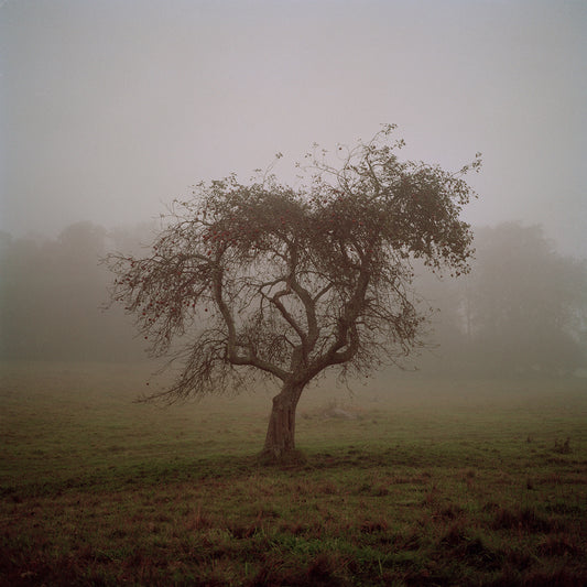 Apple Tree in Fog, Boone, North Carolina