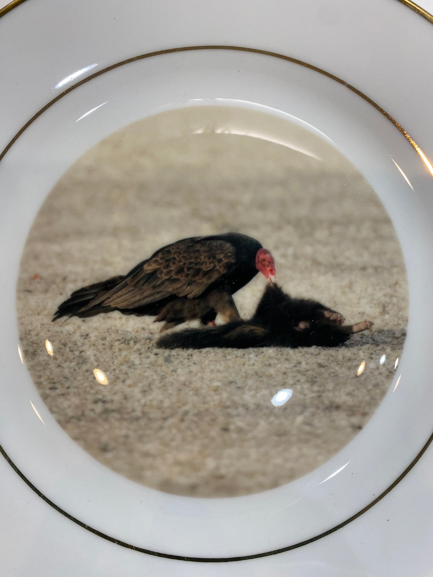 Scenes from Nature: Turkey Vulture Eats Roadkill Skunk