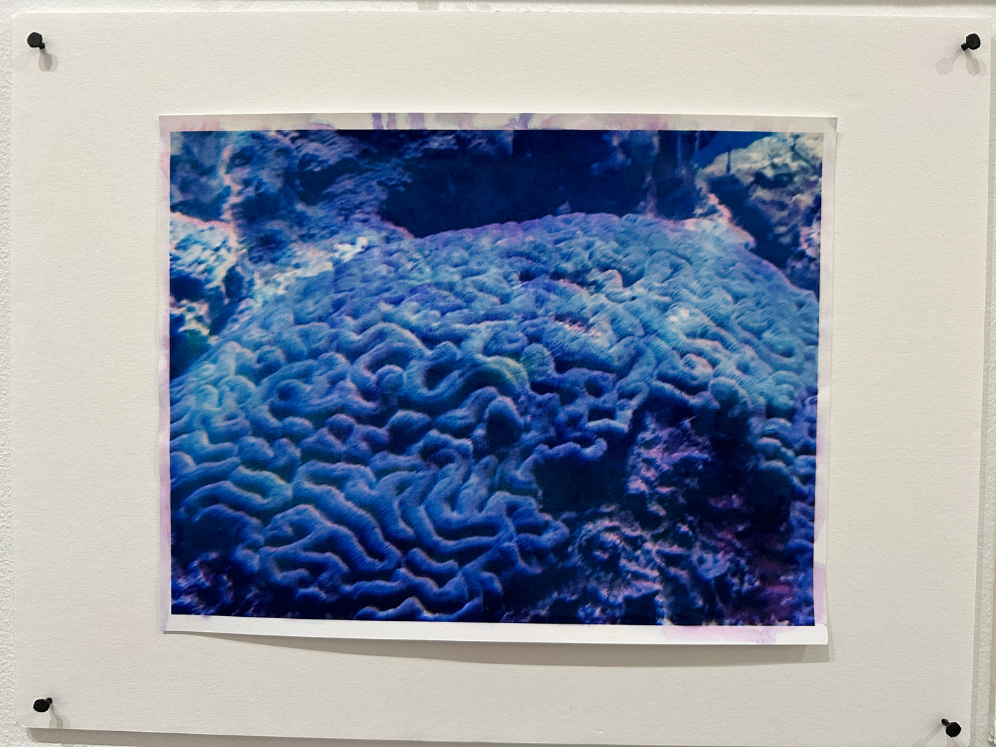 Coral Bleach Photos
