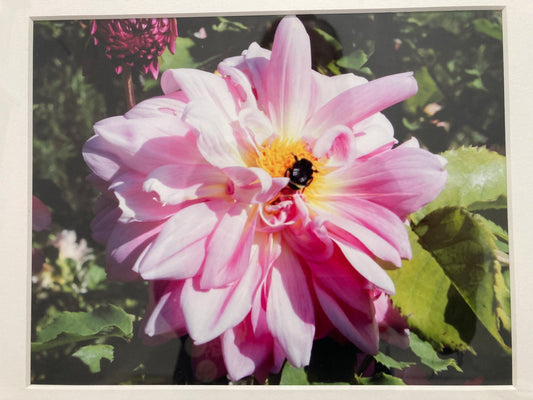 Bee in a Flower