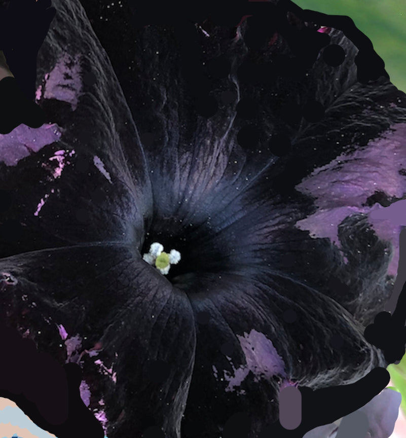 Black Petunia